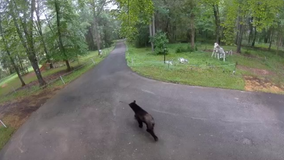 Black bear spotted roaming in Maryland driveway