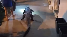 Alligator found outside Virginia motel room escorted away by Fairfax County Police