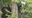 Young black bear safely removed after 'hanging out' in Herndon neighborhood