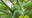 Brookside Gardens says visitors have been stealing exotic fruits