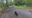 Black bear spotted roaming in Maryland driveway