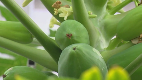 Brookside Gardens says visitors have been stealing exotic fruits