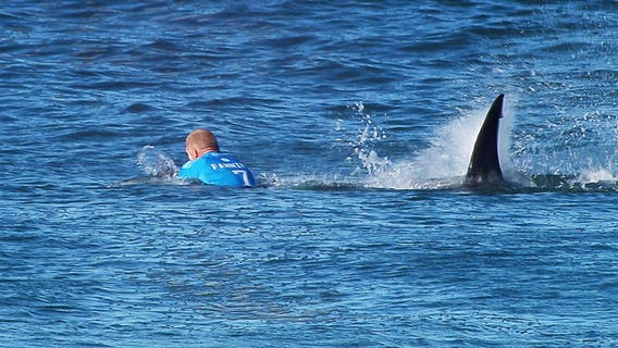 Here's where the most shark attacks have happened – including a handful in Virginia and Maryland