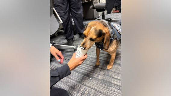K9 agent, Freddie, kicked by man at Dulles Airport expected to make full recovery