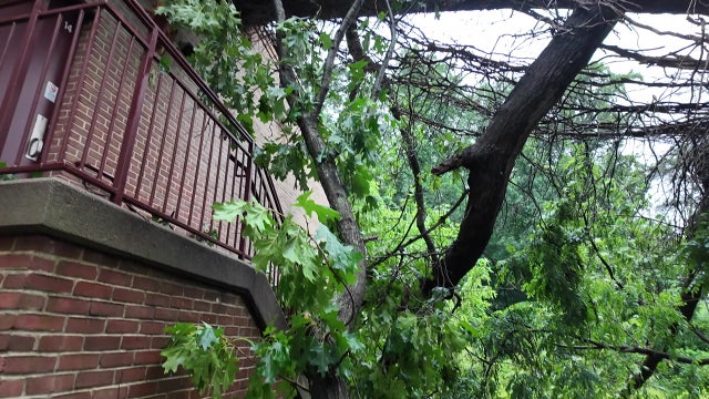 Downed tree closes Westland Middle School for second straight day