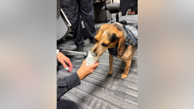 K9 agent, Freddie, kicked by man at Dulles Airport expected to make full recovery