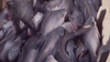 Maryland congresswoman introduces bill to use invasive blue catfish for cat, dog food