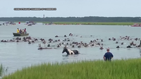 Chincoteague Pony Swim kicks off for 100th year