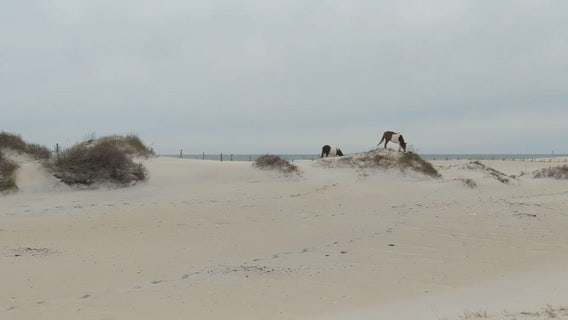 Assateague Island drowning victim identified as Virginia teen
