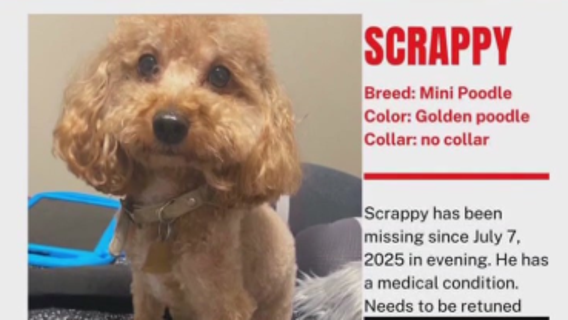 Owners desperate to get back dog, Scrappy, taken from Temple Hills neighborhood