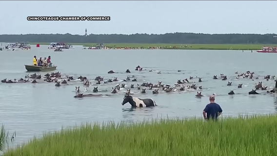 Chincoteague Pony Swim kicks off for 100th year