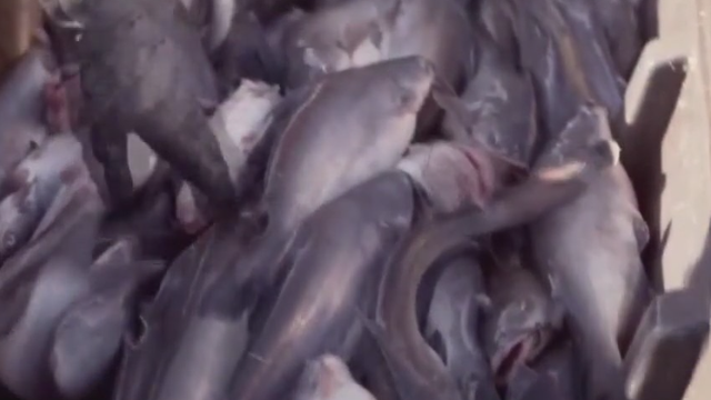 Maryland congresswoman introduces bill to use invasive blue catfish for cat, dog food