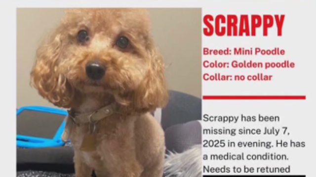Owners desperate to get back dog, Scrappy, taken from Temple Hills neighborhood