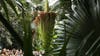 DC's 'corpse flower' blooms for the first time in years