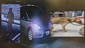 Surveillance photos show emaciated dog abandoned at Virginia clinic; investigation underway
