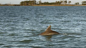 Yes, there are dolphins in the Chesapeake Bay. Here's how to track sightings.