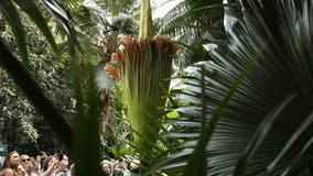 DC's 'corpse flower' blooms for the first time in years