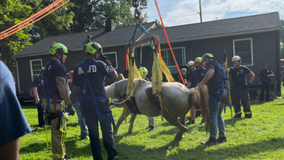 Horse rescued after falling into pit in Baltimore County