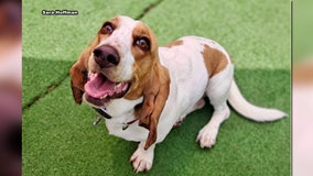 Maryland dog in running for PEOPLE's World's Cutest Rescue Dog Contest