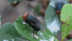 What is screwworm? Symptoms, prevention and treatment