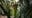 DC's 'corpse flower' blooms for the first time in years