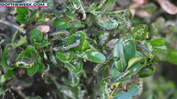 Box Tree Moth: New invasive bug threatens plants in DMV
