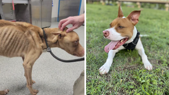 2 separate animal cruelty cases under investigation in DMV