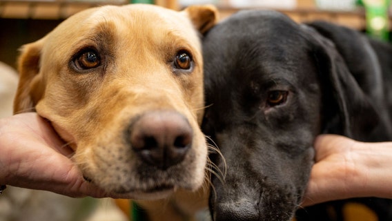 What are the most popular dog breeds in DC, Maryland and Virginia?