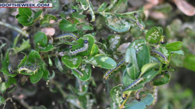Box Tree Moth: New invasive bug threatens plants in DMV