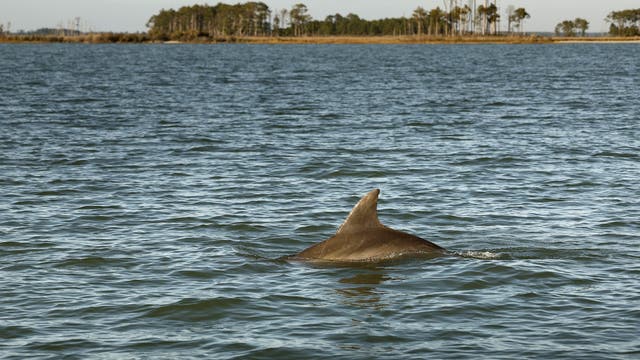 Yes, there are dolphins in the Chesapeake Bay. Here's how to track sightings.