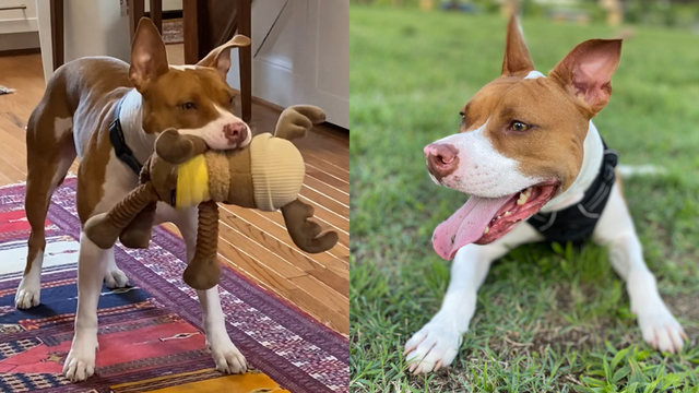 3-year-old dog named 'Waffles' shot, killed in DC: $5,000 reward for suspect info