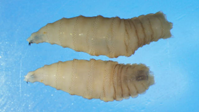 Screwworm confirmed in US with first human case reported in Maryland: CDC
