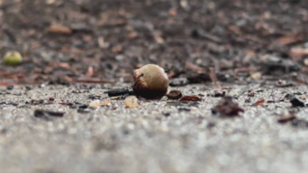 Virginia Department of Forestry wants you to gather, donate acorns