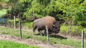 Maryland man injured after pet buffalo attacks him