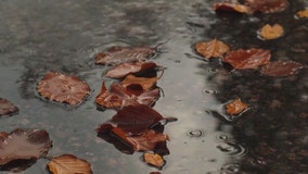 Why are leaves in the DMV already turning brown and falling?