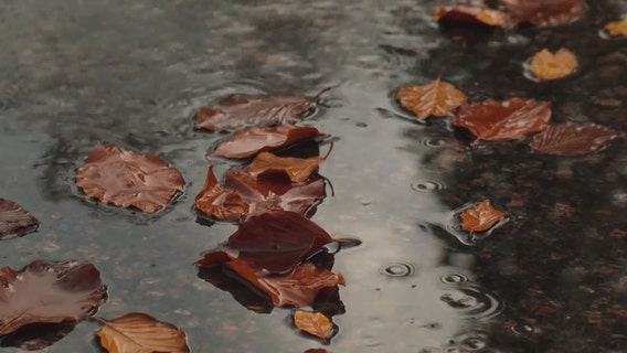 Why are leaves in the DMV already turning brown and falling?