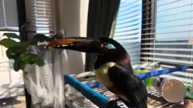 Arlington County firefighters rescue 'Chester the Toucan' from behind dishwasher