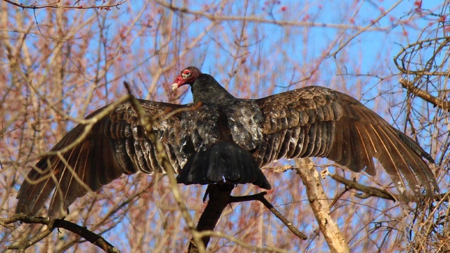 Dead vultures found in Maryland 'presumptively positive' for avian influenza