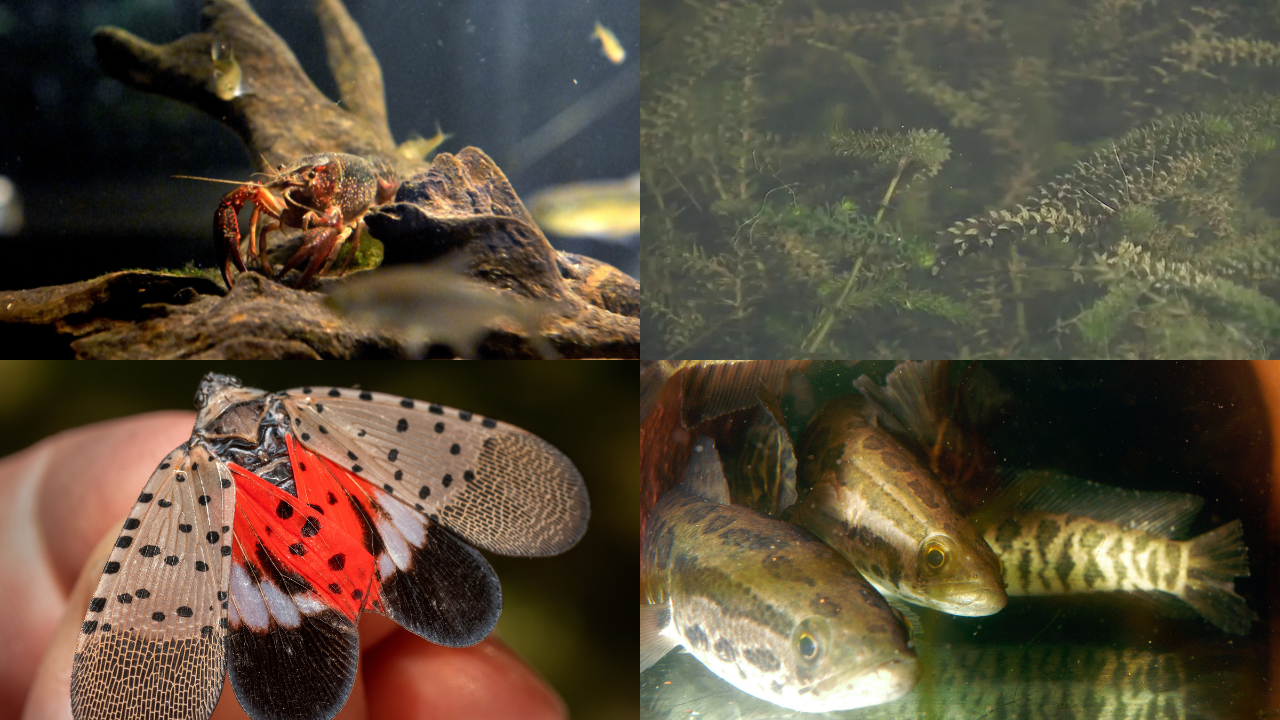 The invasive species of greatest concern in Virginia for 2026