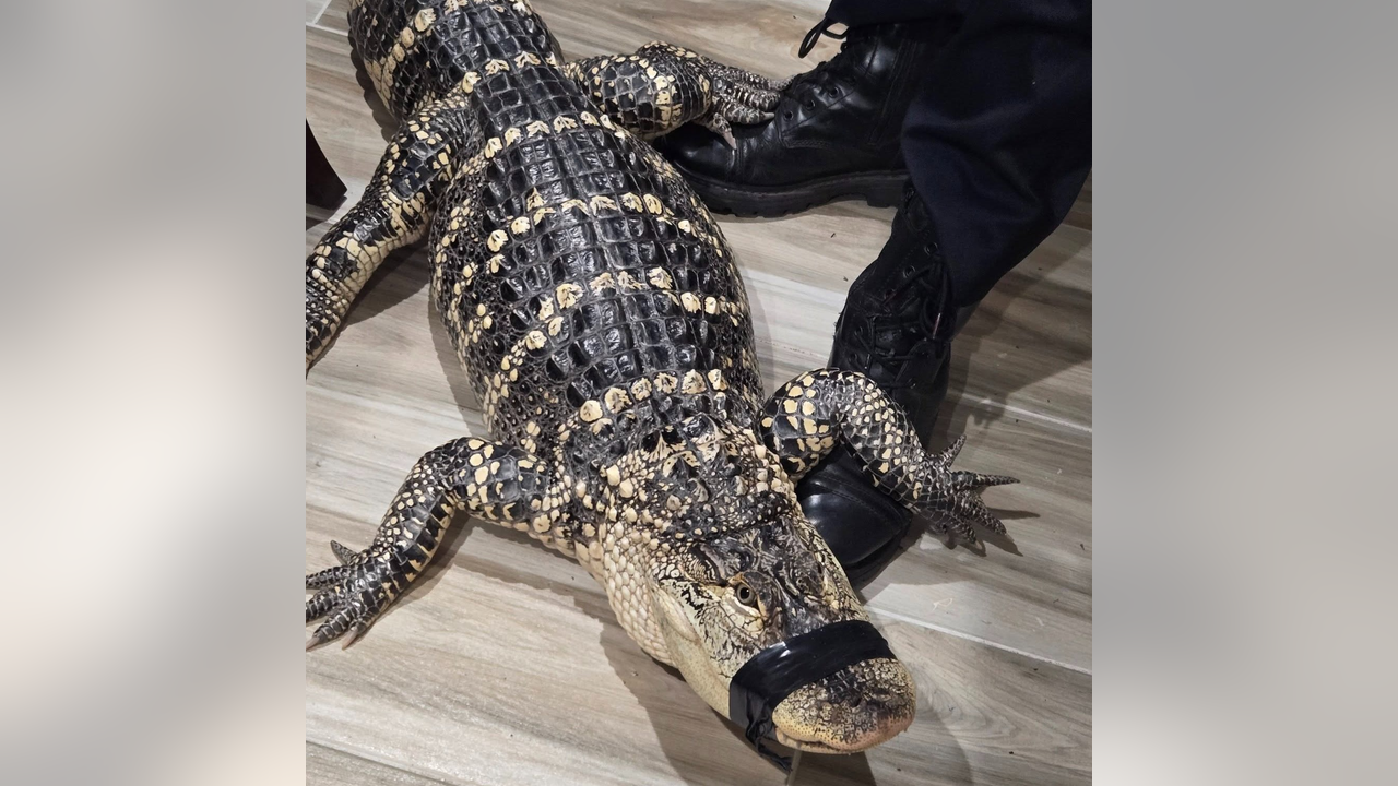 Harford County Deputies Rescue Abandoned Alligator With Taped Mouth