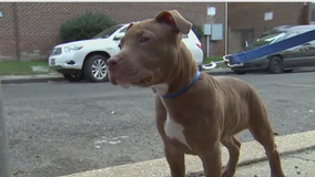New bill would lift pit bull ban in Prince George's County
