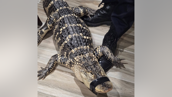 Alligator with mouth taped shut abandoned in parking lot