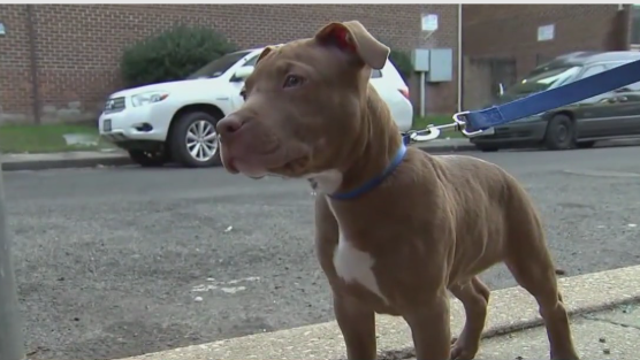 New bill would lift pit bull ban in Prince George's County