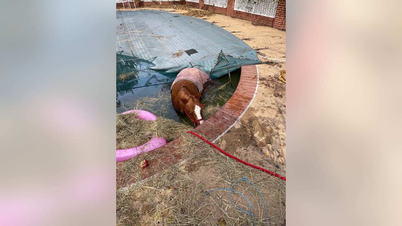 Pony rescued from pool in Prince William County
