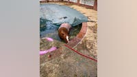 Pony rescued from pool in Prince William County