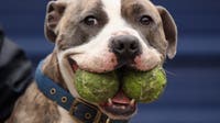 New bill ends Prince George's County pit bull ban after decades