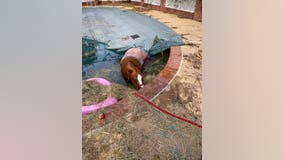 Pony rescued from pool in Prince William County