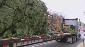 US Capitol Christmas Tree arrives in DC, signaling beginning of 2025 holiday season