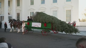 First lady receives 2025 White House Christmas tree