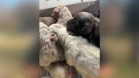 Puppies abandoned near railroad tracks in Fauquier County